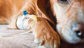 More dogs die from deadly virus outbreak in Limerick city