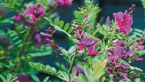 Gardening: Adding colour in early autumn Garden favourites that