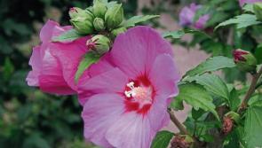 Gardening: Hibiscus giving late colour to the garden