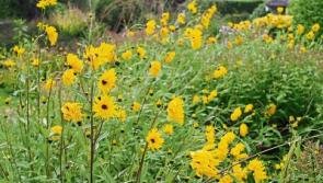 Gardening: Colourful bounty as autumn looms