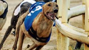 Limerick dogs Clonbrien Hero and Slippy Cian in Irish Greyhound Derby Final