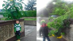 Six-year-old Limerick lad Jayden’s beloved sunflower struck down by Storm Ali