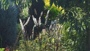 Gardening: Natural addition to ward off bugs insect repellent