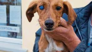Public raises €1,000 for abandoned blind puppy rescued by Limerick Animal Welfare