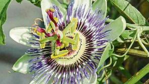 Gardening: Colourful climbers perfect for autumn