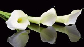 University of Limerick to open book of condolences following death of garda