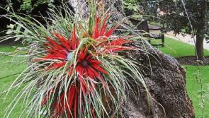 Gardening: Getting ready for the frosty weather