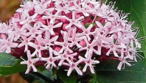 Gardening: Glory to clerodendrums
