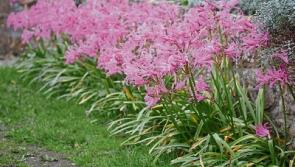 Gardening: Magnificent little nerines