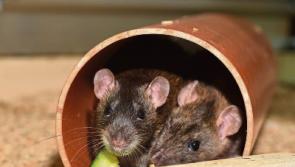 Limerick is ‘fourth most rodent-infested county in Ireland’