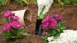 Gardening: Chrysanthemums: colour for winter