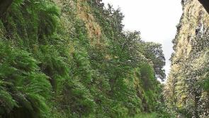 €2.7m funding for County Limerick greenway hailed as ‘major and historic’ investment