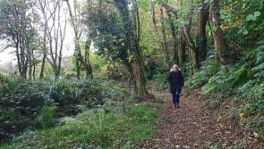 Take a walk in the woods this Sunday on brand new loop in County Limerick