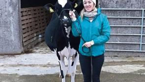 Limerick pedigree breeder toasts success of Prosecco at Dutch National Show