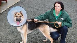 Canine do attitude: Limerick Animal Welfare moves heaven and earth for pets