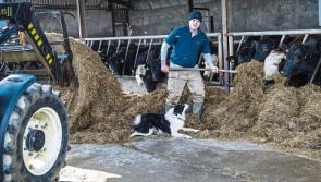 'Leo won't save ice caps but will sink beef' - Limerick councillor