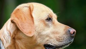 Limerick Animal Welfare warn about ‘bogus callers’ going door to door