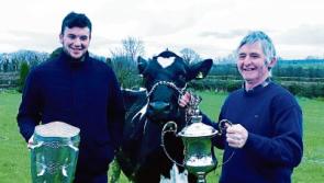 Two All-Ireland champions: When Limerick star Declan Hannon met Millie the cow