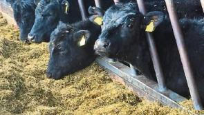 A quarter of Limerick farmers don’t have enough fodder