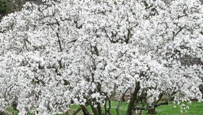 Green Fingers: Mother’s Day gift that’ll last for years