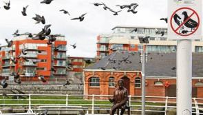 Don’t feed the birds: Council action over ‘aggressive’ Limerick pigeons