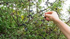 Gardening: The state of gardens at the moment