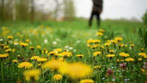 Then & Now: &lsquo;Flower of the Saint Bride&rsquo; once again spring to life