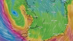 WATCH: Winds bring down trees as Storm Hannah continues to batter Limerick