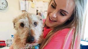 Loving home found for heartbroken pet ‘Grieving Gordon’ after Limerick Animal Welfare appeal