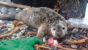 Limerick households called on to join anti-plastic crusade