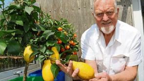 When life gives you huge lemons, make a gin and tonic laughs green-fingered Limerick man