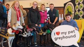 Limerick village hosts Great Global Greyhound Walk this Sunday