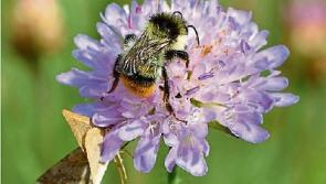 Wild About Wildlife: It’s a bee’s life