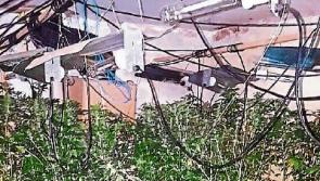 Limerick farmer, 61, was caught ‘tending’ to cannabis plants 