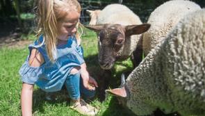 Rediscovering Bunratty...