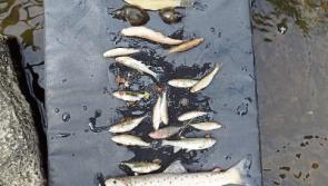 ‘Silage effluent causes serious fish kill’ – Limerick council