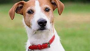 Ruff justice: Terrier cleared of criminal damage in Limerick Court case