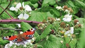Out in the Open: How we used to answer the call of nature