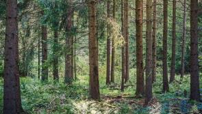 Limerick forests lead the way in climate change fight