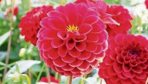 Green Fingers: Enjoying the last days of summer