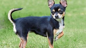 Man who claimed he was driving to Limerick for chihuahua's papers brings appeal against heroin conviction 
