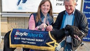 Limerick trio still standing in Irish Greyhound Derby