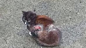 Limerick public donates generously to help treat scalded cats 