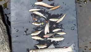 ‘Serious fish kill’ in County Limerick started in Cork farm