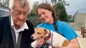 Joy as dog-napped pooch that was thrown out of moving car in Limerick is returned to owner