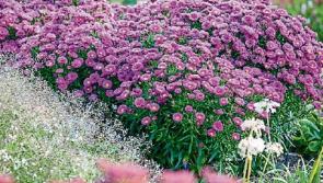 Green Fingers: Room to improve - Dividing a garden