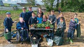 County Limerick pupils in clover thanks to their new allotment