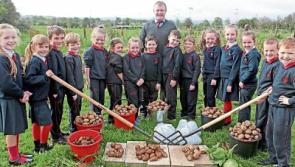 County Limerick pupils grow and carve their own pumpkins as Halloween looms