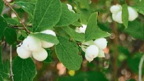 Wild About Wildlife: Doon adventure to Kilmoylan Bog