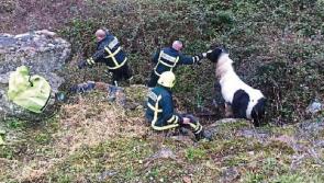 Emergency services deployed following&nbsp;discovery of starving&nbsp;and dead horses in Limerick field